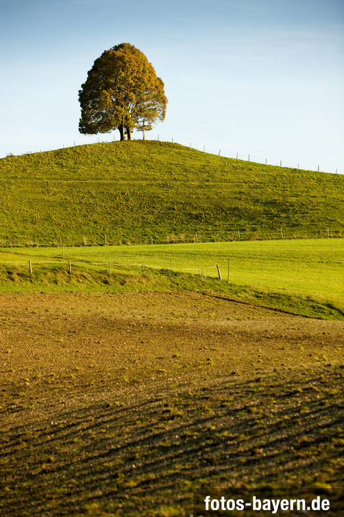 Einzeln stehender herbstlicher Baum auf einem Hügel in der Nähe von Egling in Südbayern