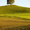 Baum im Herbst